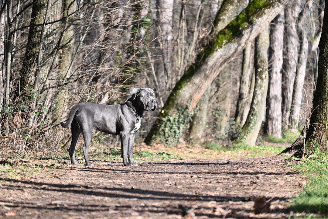 Forståelsen af Verdens Største Hund og Dens Betydning