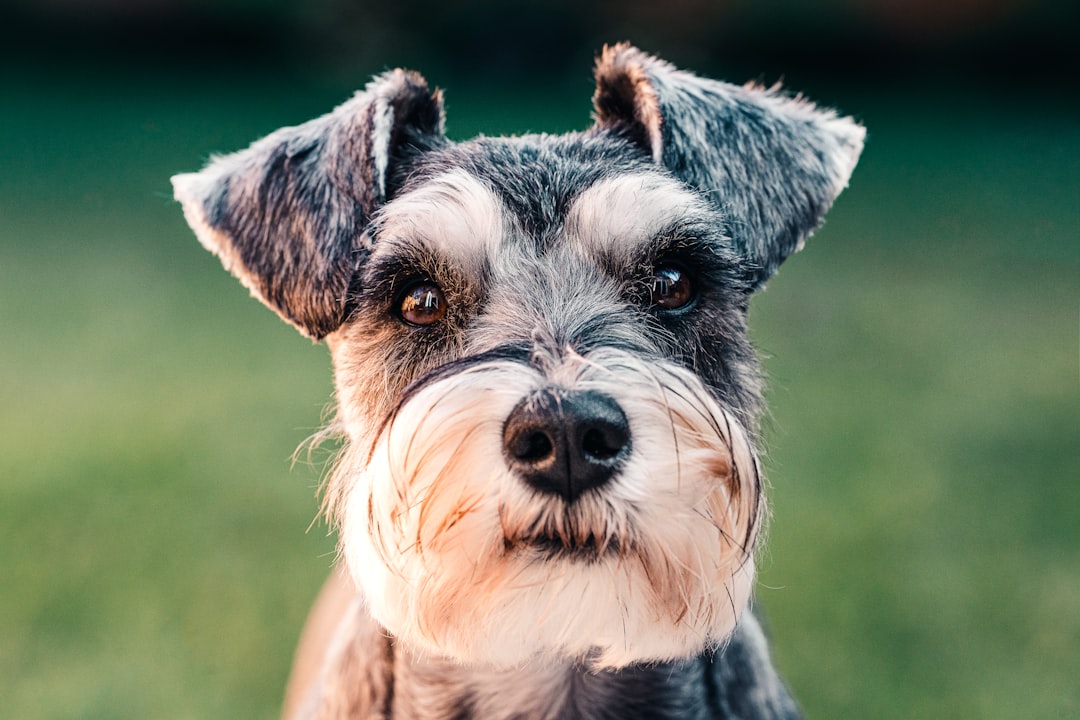 Opdag Starmark: Innovation Inden for Hundetræning og Legetøj
