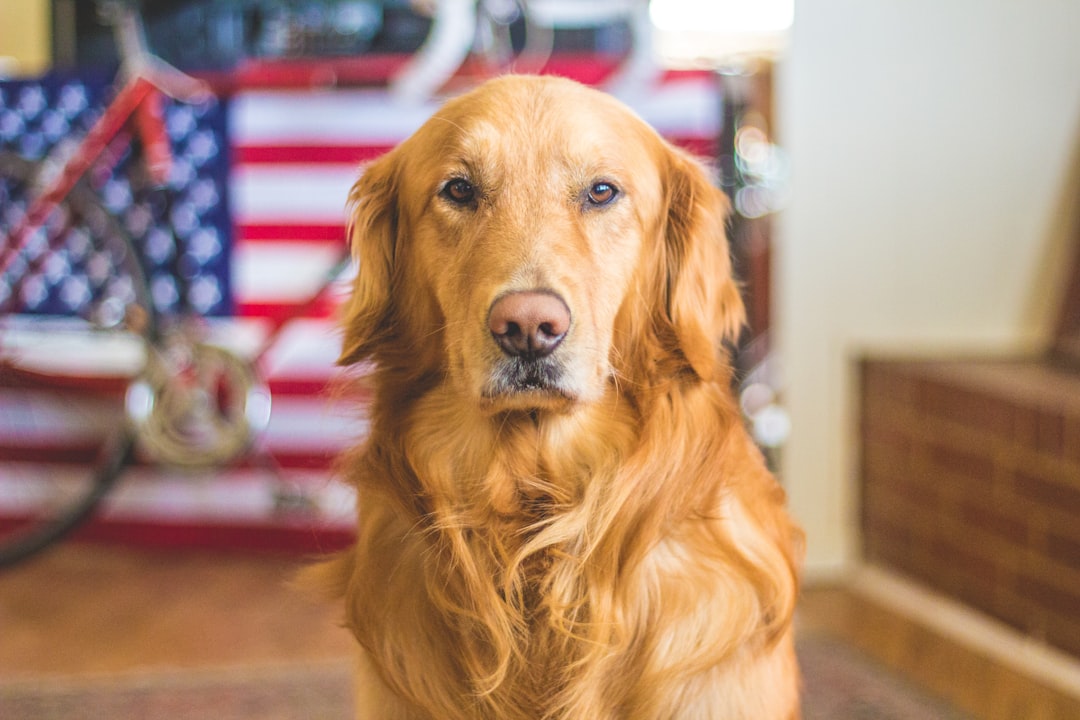 Hvorfor Hundedagpleje i København og Nordsjælland Er Det Perfekte Valg til Din Hund