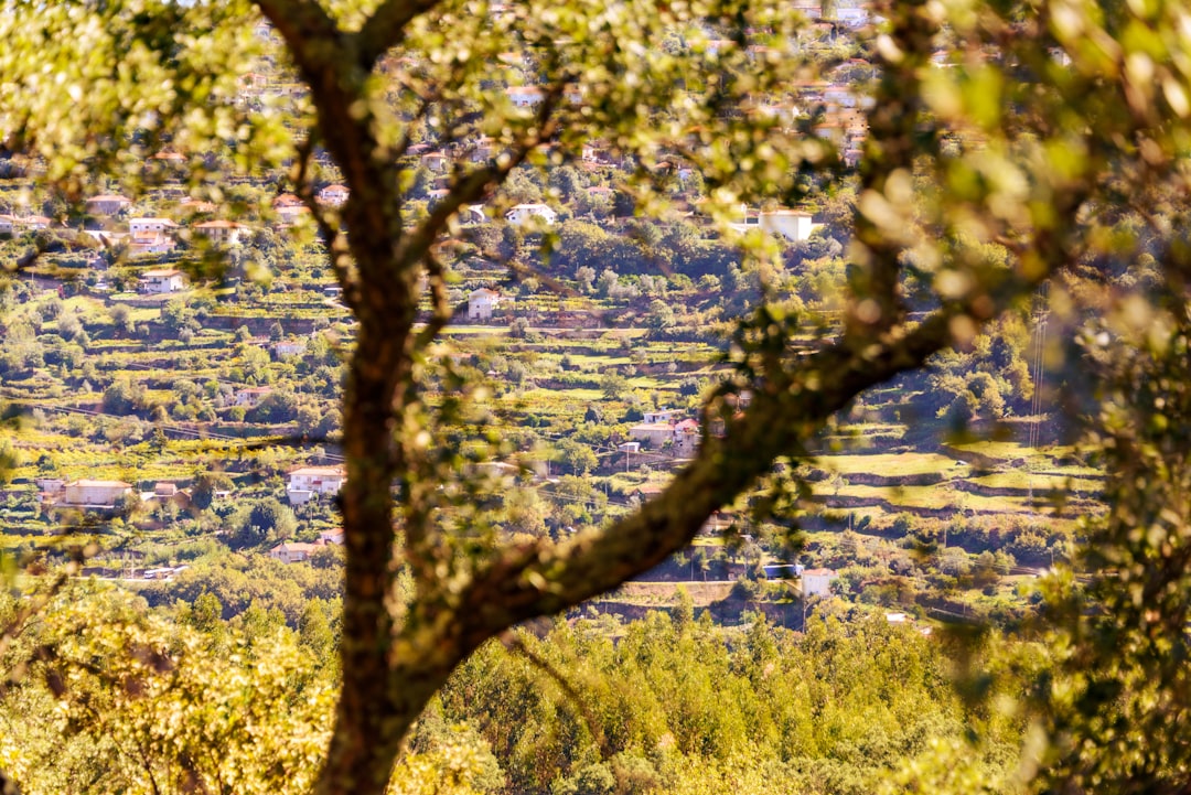 Gør Dine Rejser Grønnere med TravelGreen.dk