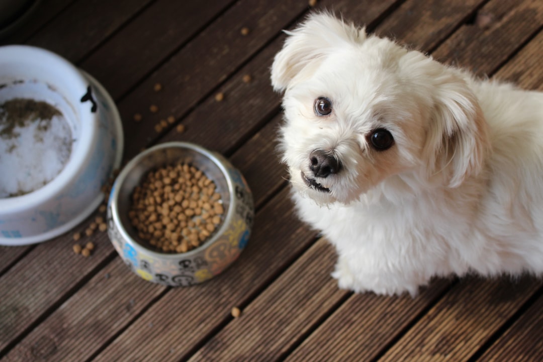Vælg Det Bedste Hundefoder til Din Elskede Hund